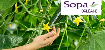 Main d’un producteur inspectant les concombres en fleurs dans une serre, accompagné du logo Sopa Orléans, créé par Sopa et Casay.