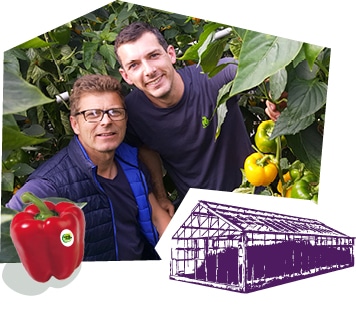 Portrait de deux producteurs dans la serre entouré des pieds de poivron.