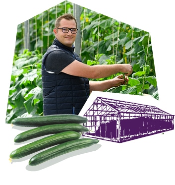 Portrait d’un producteur en train de cueillir des concombres dans la serre.