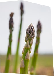 Gros plan sur des asperges vertes en train de pousser en plein champ