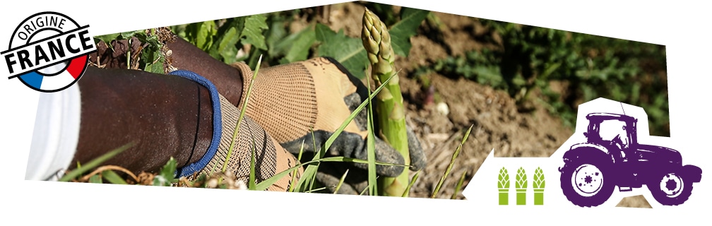 Gros plan sur les mains d’un producteur en train de cueillir une asperge en plein champ, accompagné du logo origine France superposé sur l’image.