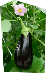 Gros plan sur une aubergine de serre en train de pousser.