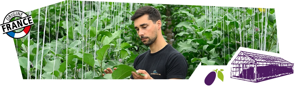 Gros plan sur un producteur dans sa serre au milieu des plans d’aubergine. Logo origine France superposé sur l’image.