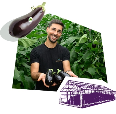 Portrait d’un producteur dans la serre, tenant des aubergines dans ses mains.