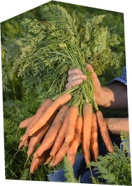 Gros plan sur une botte de carotte cultivée en plein champ, tenue par un producteur