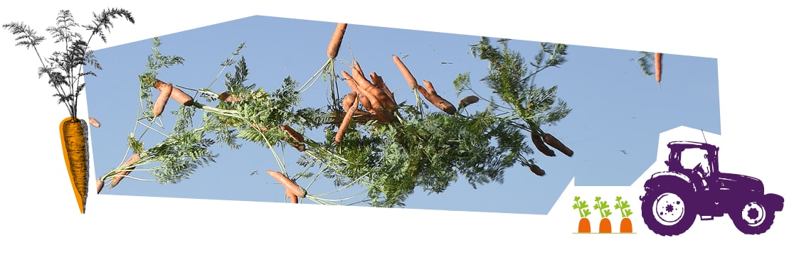 Une joyeuse botte de carottes lancée dans les airs au-dessus du champ.