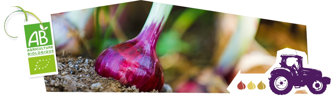 Gros plan des oignons rouges bio en train de pousser en plein champ, accompagnés du logo du label Agriculture Biologique superposé sur l’image