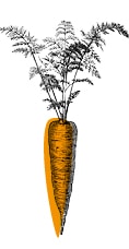 Illustration de carotte Kultive