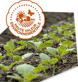 Pousses plantés en plein champ, accompagnés du logo du label Haute Valeur Environnementale