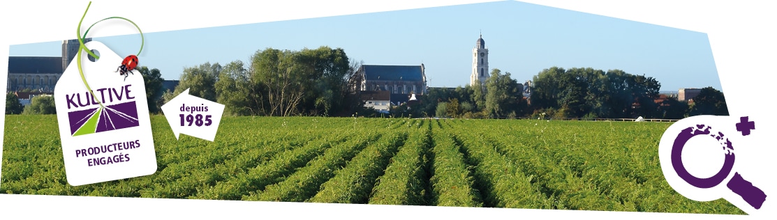 Photo d’un champ de carottes des Haut-de-France, sous le soleil. Accompagné d’une étiquette sur l’image : Kultive, producteurs engagés depuis 1985.
