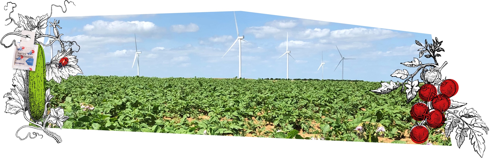 Champ de pommes-de-terre avec des éoliennes en arrière-plan : Kultive trouve les moyens pour produire mieux que bien