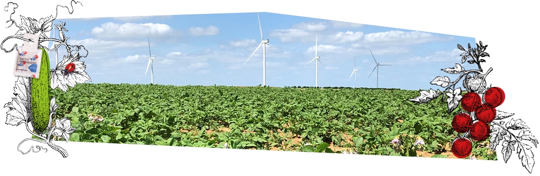 Champ de pommes-de-terre avec des éoliennes en arrière-plan : Kultive trouve les moyens pour produire mieux que bien
