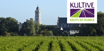 Champs de carottes Kultive des Hauts-de-France, accompagné du logo Kultive Haut-de-France