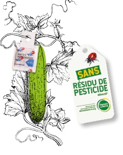 Dessin d’un concombre Kultive, accompagné d’un sachet issu de la démarche PBI, et d’une étiquette Sans résidu de pesticide superposé sur l’image.