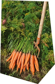 Une botte de carotte fraiche, venant de sortir de terre, à côté d’une fourche