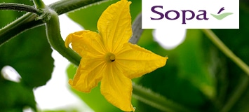 Gros plan sur une fleur de concombre, accompagné du logo Sopa