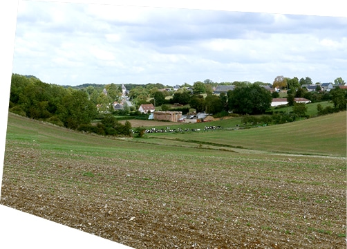 Champ des hauts de France, avec des vaches en train de paître, et un village en arrière-plan