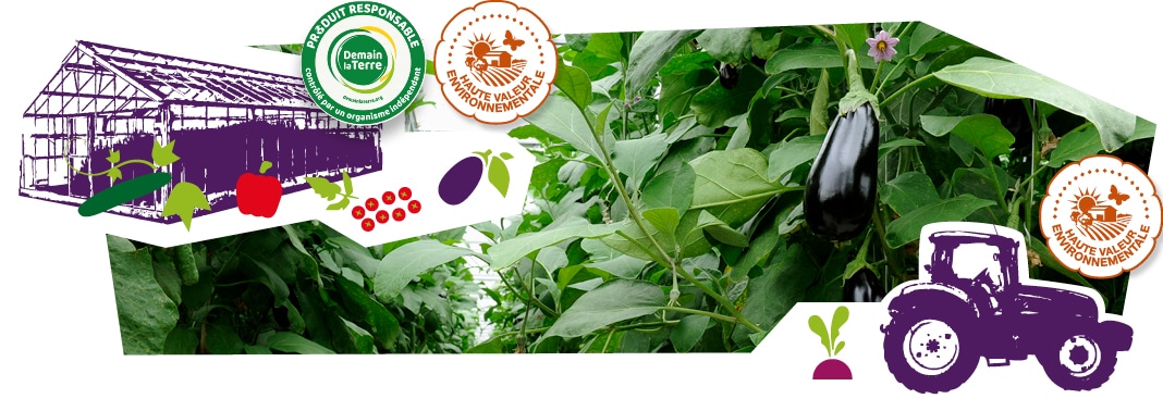Plans d’aubergine dans leur serre, fleurs et aubergines en train de mûrir, accompagnés des logos des labels Produire mieux que bien et HVE, superposés sur l’image.