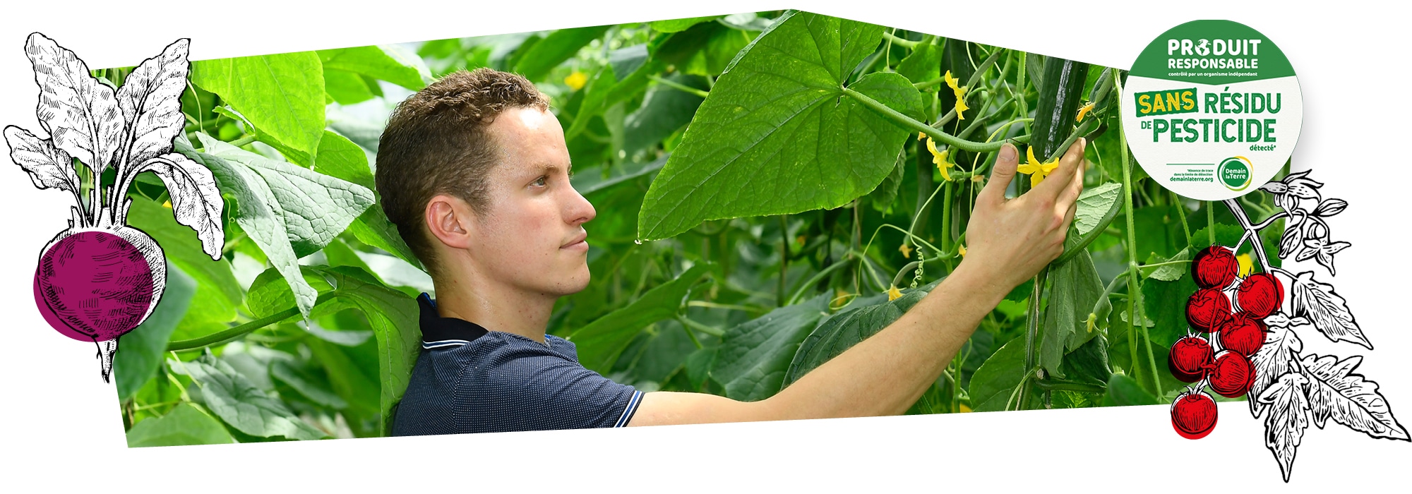 Un producteur en train de cueillir des concombres dans la serre, accompagné du logo du label Sans résidu de pesticide superposé sur l’image.