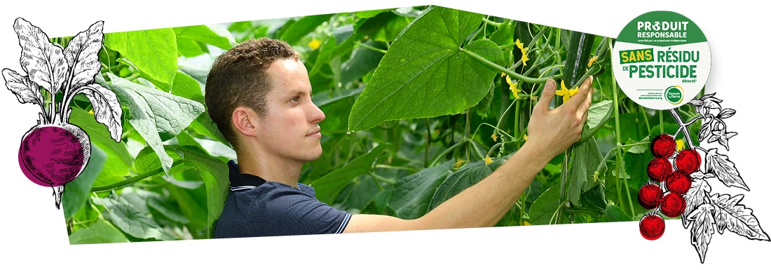 Un producteur en train de cueillir des concombres dans la serre, accompagné du logo du label Sans résidu de pesticide superposé sur l’image.