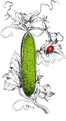 Illustration de concombre Kultive