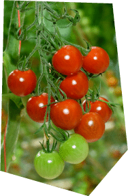 Gros plan sur une grappe de tomates-cerises rouge et verte en train de mûrir dans la serre.