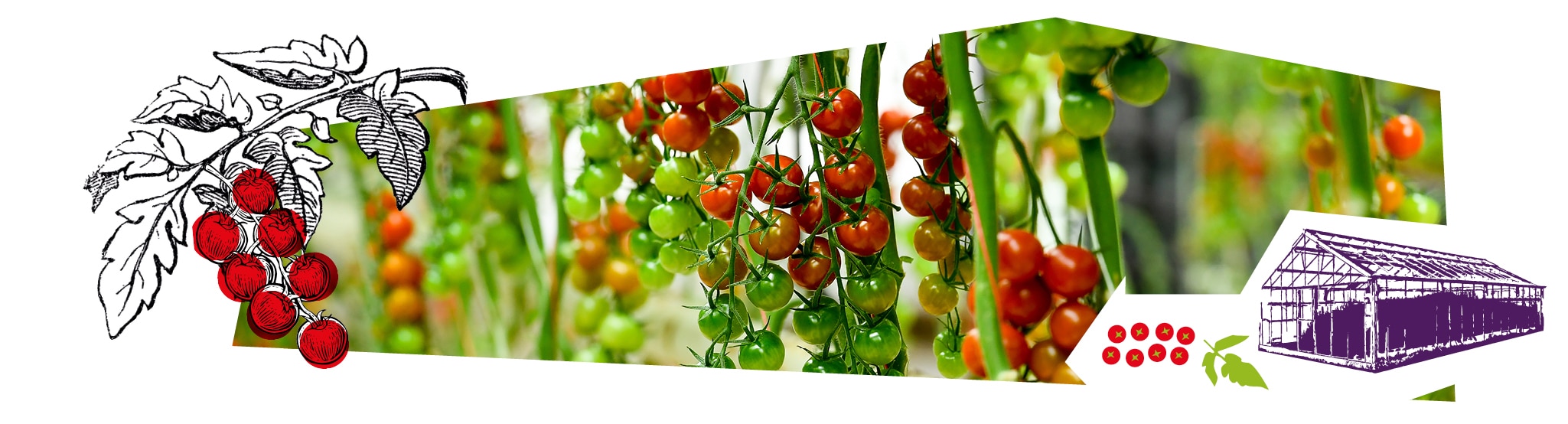 Gros plan sur les grappes de tomates-cerises vertes et rouges en train de mûrir dans la serre.Gros plan sur les grappes de tomates-cerises vertes et rouges en train de mûrir dans la serre.