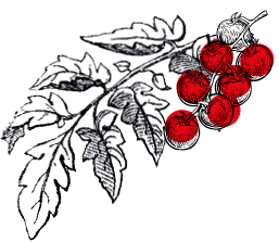 Illustration des tomates-cerises Kultive