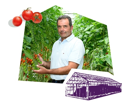 Portrait d’un producteur dans la serre entouré des pieds de tomates-cerises.